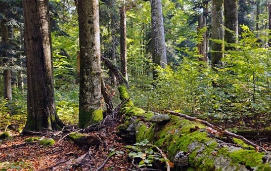 Hrvatski drvari izvoze više od 65 posto svojih proizvoda