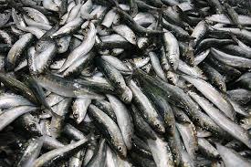 Hrvatska najviše izvozi šećer i ribu